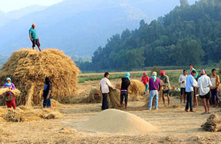 कैलालीमा खाद्य व्यवस्था कम्पनीले बल्ल किन्न थाल्यो किसानको धान