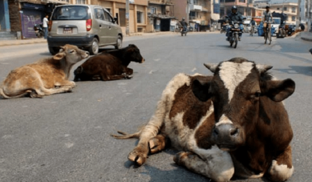 निषेधाज्ञाकै वेला सडकका गाई बेपत्ता हुन थालेः संरक्षणकर्मी