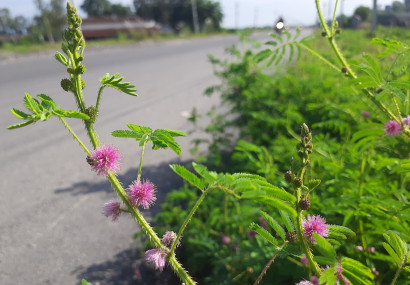 किसानलाई घोप्टे काँडाको व्यथा