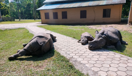 प्राकृतिक वासस्थानमै फर्किए पुष्पा र अञ्जली