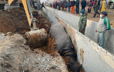 स-साना कमजोरीले मरे सात महीनामा २० गैंडा