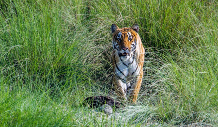 ‘डीएनए अध्ययनले नेपालको बाघ संरक्षणमा मद्दत पुर्‍याउन सक्छ’
