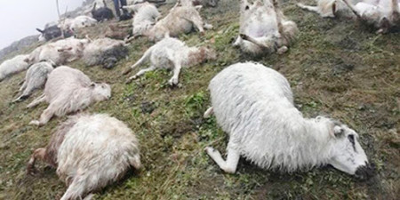 जुम्लामा चट्याङ लागेर ५०० भेडा मरे