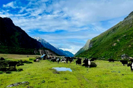 ब्रिटिस वनस्पतिवद्ले १७५ वर्षअघि भ्रमण गरेको याङमा उपत्यका पुग्दा