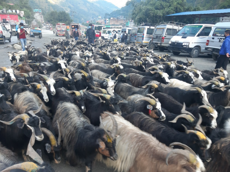 तिब्बतबाट आयात रोकिँदा मुस्ताङमै महङ्गो भए च्याङ्ग्रा