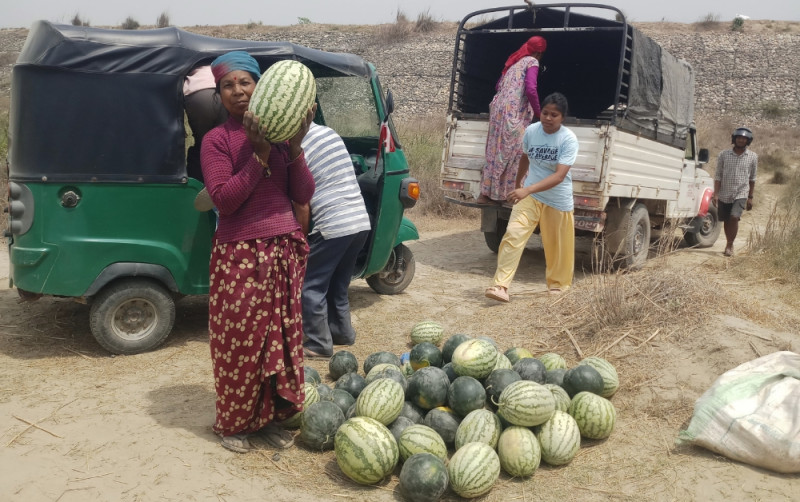 राप्तीको बगरमा खरबुजा खेती