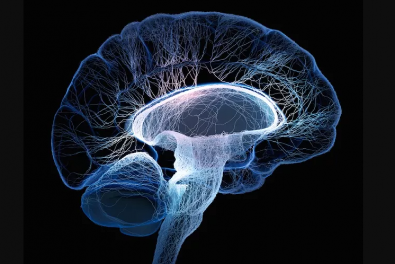 अध्ययन भन्छ- कोरोना भाइरसले मस्तिष्कका कोषलाई संक्रमण गराउन सक्छ 