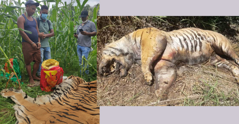 पश्चिम नेपालमा दुई वर्षमा मारिए सात वटा बाघ, किन बढ्दै छ शृंखलाबद्ध शिकार?