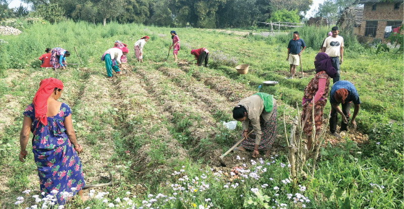 महामारीपछि पनि कृषि क्षेत्रमा यस कारण आउँदैनन् युवा