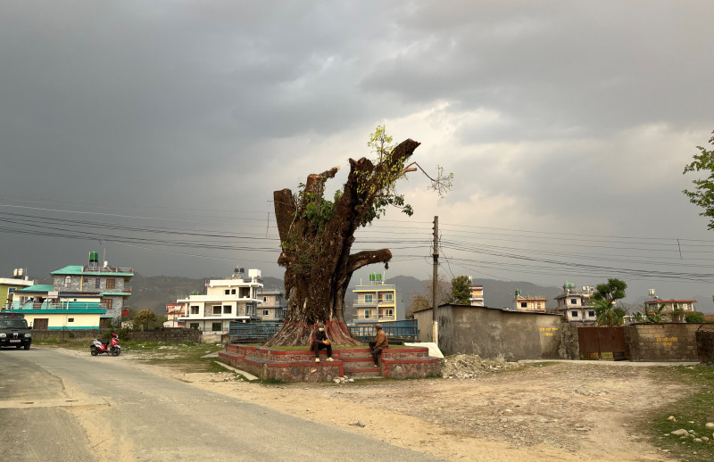 मासिए चौतारो, ढले वरपीपल