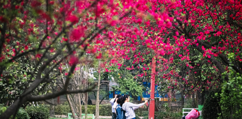 वसन्तको स्वागतमा ढकमक्क चेरी (तस्वीरहरू)