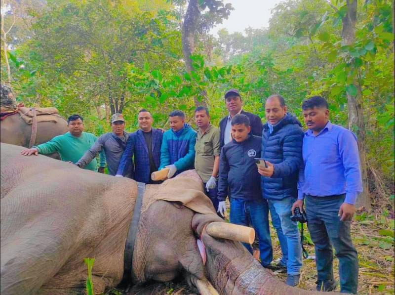 धुर्बे हात्तीलाई लट्ठ्याएर फेरि जोडियो रेडियो कलर