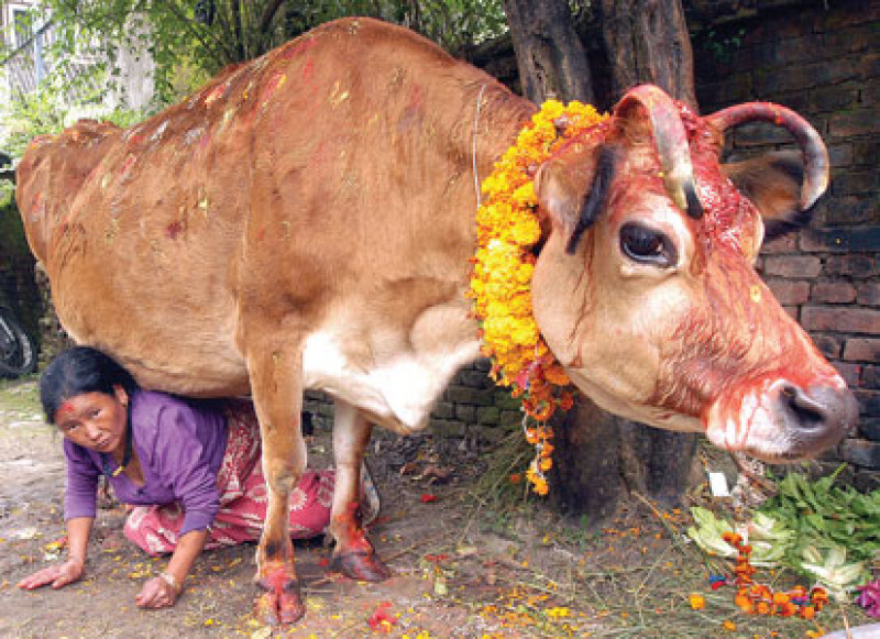 तिहारको चौँथो दिन आज गाई र गोरु तिहार, साँझ म्ह पूजा