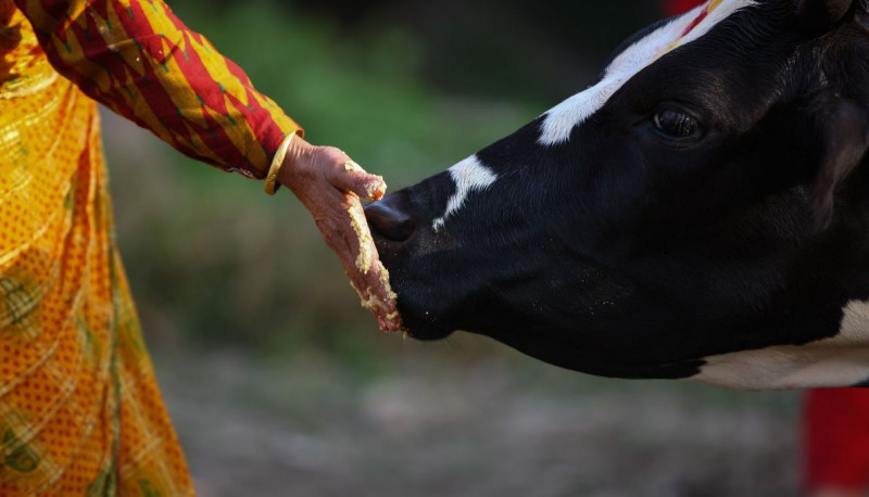 पशुपतिमा गाईको पूजा (तस्वीरहरू)