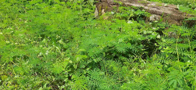 पूर्वी तराईमा फैलँदै खतरनाक घोप्टे काँडा