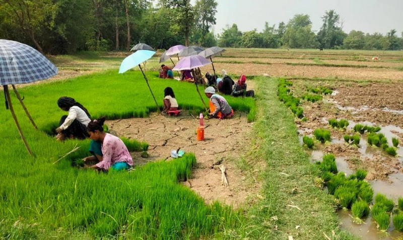 निषेधाज्ञाबीच तराईमा शुरू भयो रोपाइँ