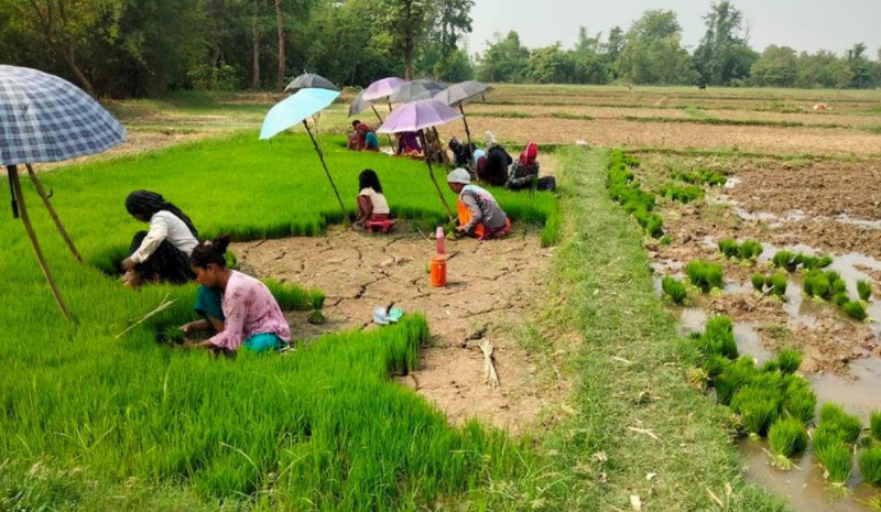 मल नहुँदा रोकिंदै रोपाइँ, बेर्ना सुक्ने चिन्ता