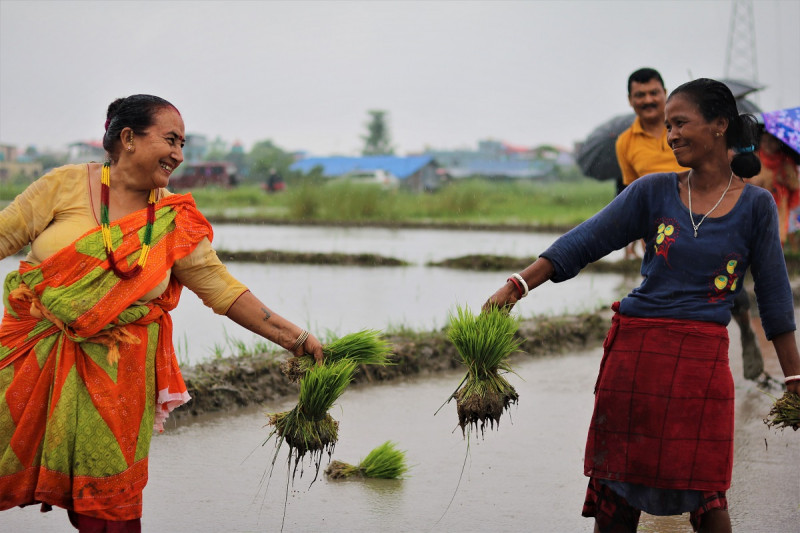 तस्वीरमा धान दिवसको रमझम