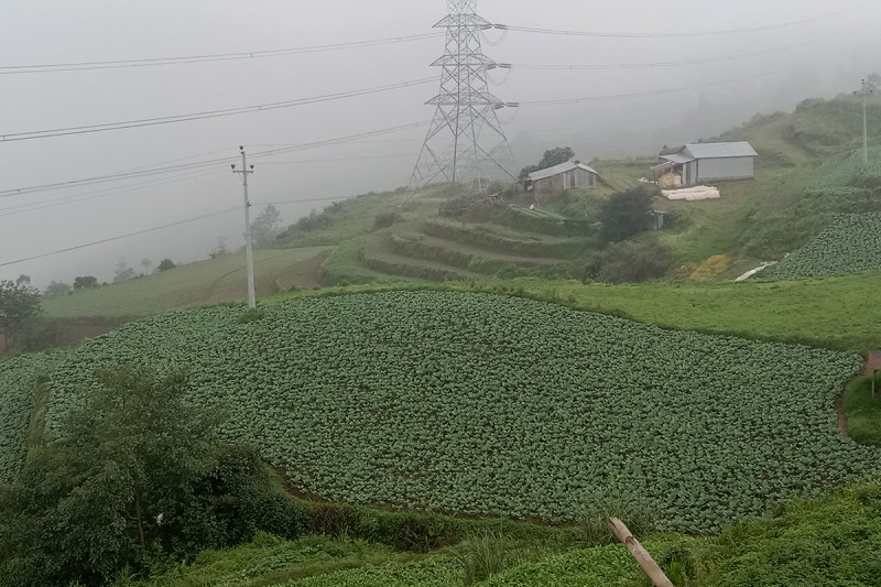 यसरी गरियो नेपालमा बेमौसमी तरकारीको शुरुआत