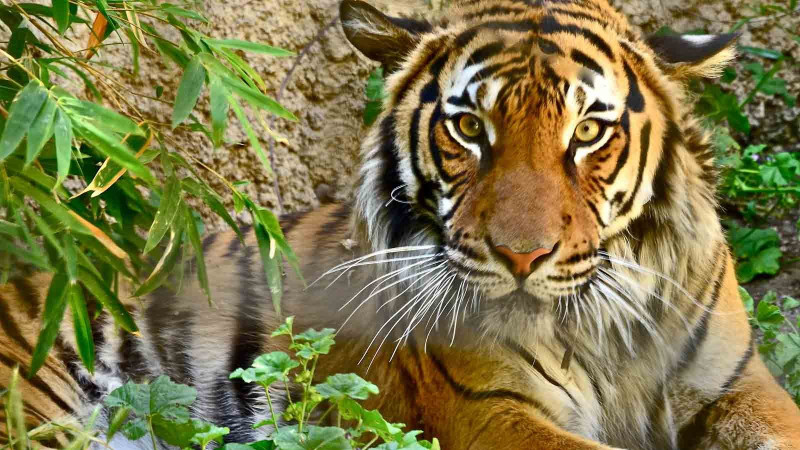 फाइल तस्बिर