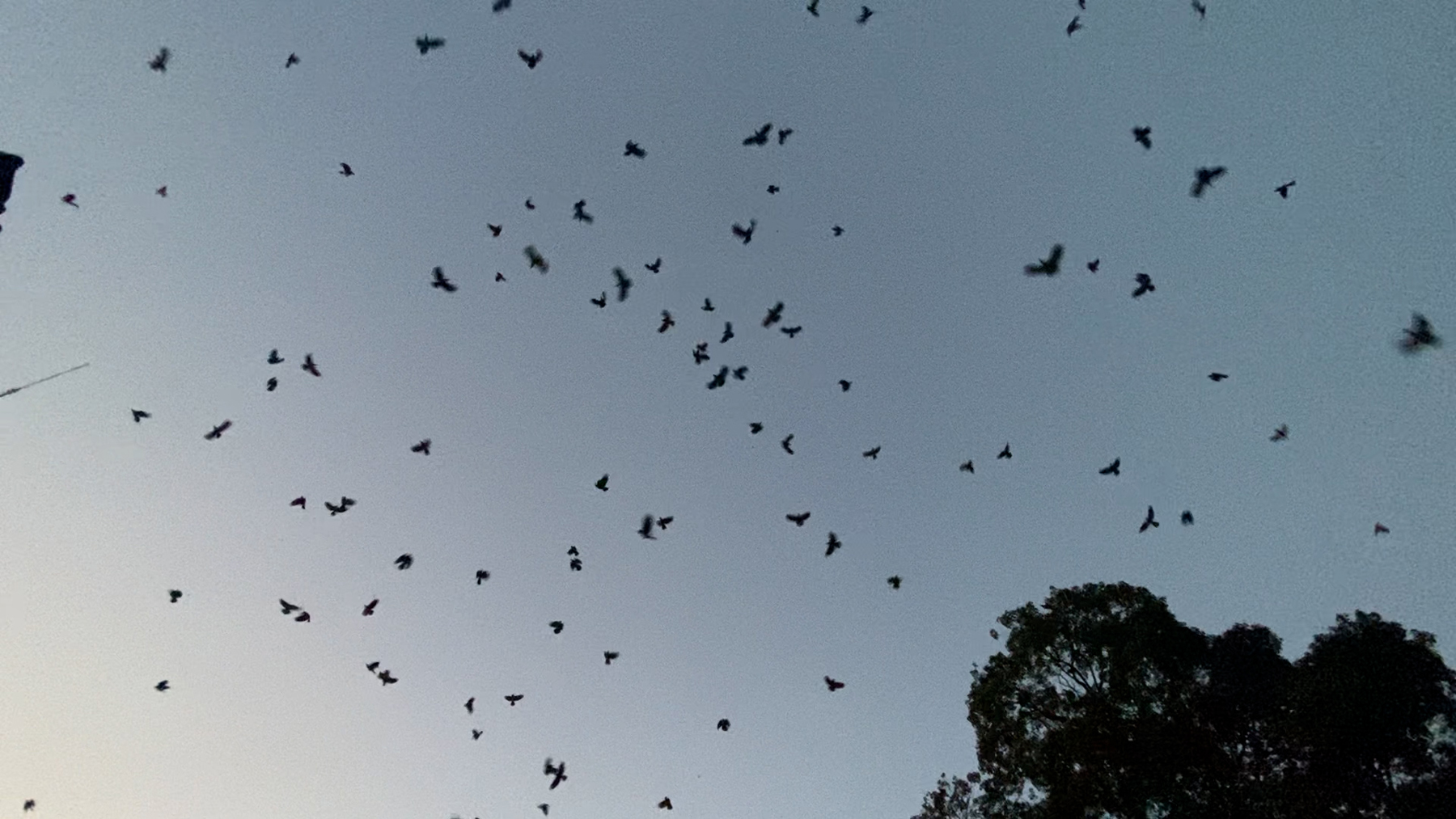Crow-1699712286.jpg