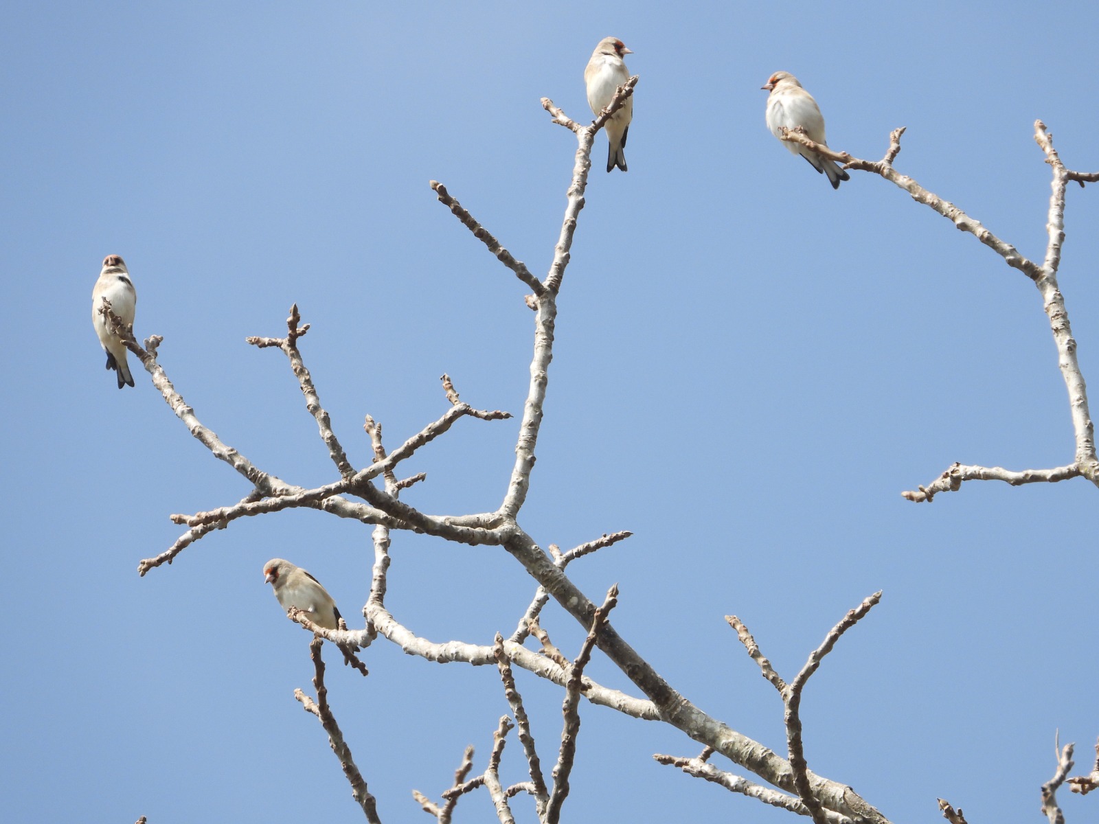 रेसुङ्गा र मदानेमा भेटिए आठ नयाँ प्रजातिका चरा